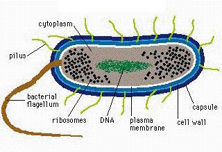 Bakterije Tipična bakterijska celica je velika ~ 1 µm in je s prostim očesom
