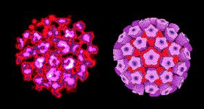 Papiloma virusi Veliko papilomavirusov