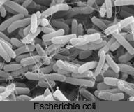 Escherichia coli Običajna klinična slika pri nehemoragičnem enterokolitisu: napet trebuh eksplozivna driska bruhanje E.