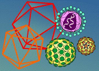 Ikozaedri Ikozaeder je topološko največji regularni polieder in je