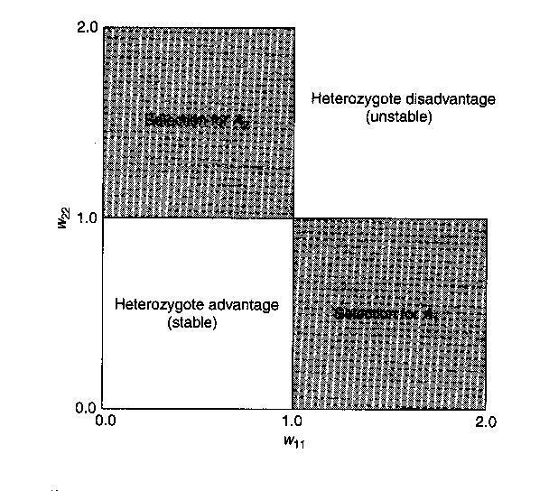 Σχέση w και ετεροζυγωτίας Θεωρούμε w12=1 Αν w11>1>w22 τότε έχουμε κατευθυντήρια επιλογή υπέρ του Α1 Αν w11<1<w22 τότε έχουμε κατευθυντήρια επιλογή υπέρ του Α2 Αν