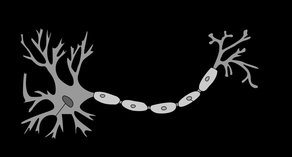 Ερώτηση 2 (Μονάδες 5) Το πιο κάτω Σχήμα 2 απεικονίζει τη μορφολογία ενός νευρικού κυττάρου του Περιφερικού Νευρικού Συστήματος.