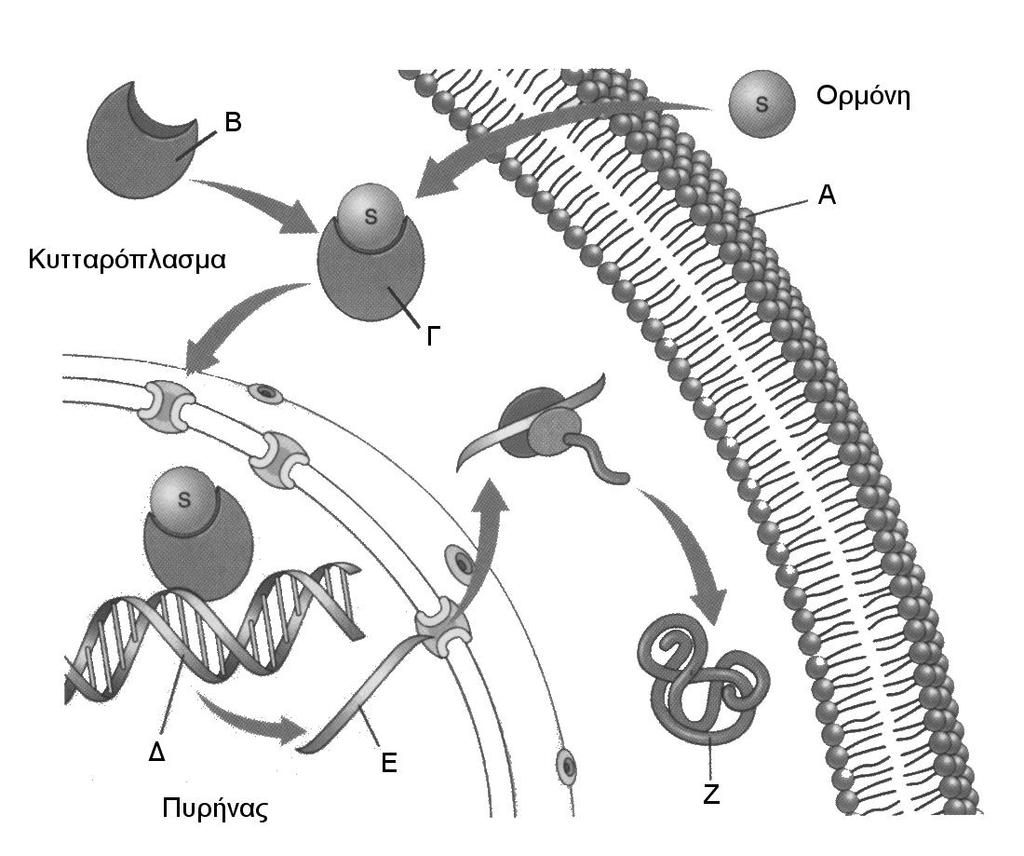 Ερώτηση 8 (Μονάδες 10) Στο πιο κάτω Σχήμα 7 απεικονίζεται ο τρόπος δράσης της θυροξίνης (Τ3) στο κυτταρικό επίπεδο.