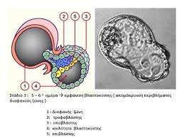 Εικόνα 3: Η βλαστοκύστη [11] Είναι επίσης σηµαντικό να αναφερθεί ότι κατά την εµφύτευση η τροφοβλάστη είναι κυτταροβριθέστερη της εµβρυοβλάστης.