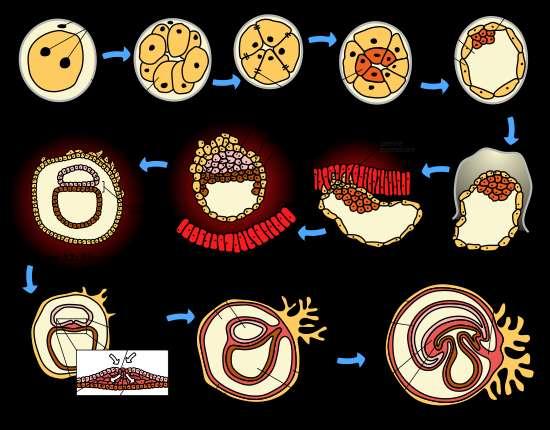 Με την εξέλιξη της κύησης, τόσο η εµβρυοβλάστη όσο και η τροφοβλάστη αυξάνονται και διαφοροποιούνται.