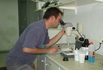οποία συνδέεται µε την αποκοπή από τις ζωντανές τροφές και τη µετάβαση στα σύµπηκτα (pellets). Σε όλες τις περιπτώσεις των µετρήσεων, τα ψάρια αναισθητοποιήθηκαν σε διάλυµα φαινοξυαιθανόλης 10%.
