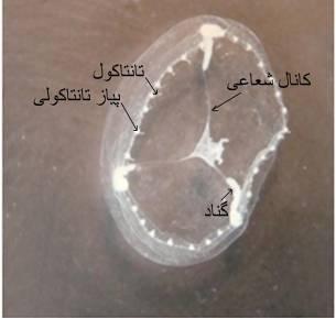 شكل 4 : sp. Aequorea شكل 6 : sp.