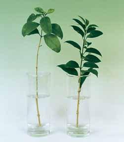 Συμπλήρωσε το συμπέρασμα χρησιμοποιώντας τις λέξεις: φυτά αποβάλλουν νερό φύλλα διαπνοή ΕΡΓΑΣΙΕΣ ΓΙΑ ΤΟ ΣΠΙΤΙ 1.