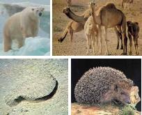 ΦΕ3: ΠΡΟΣΑΡΜΟΓΗ ΤΩΝ ΖΩΩΝ ΣΤΟ ΠΕΡΙΒΑΛΛΟΝ ε ζουν όλα τα ζώα στο ίδιο φυσικό περιβάλλον ούτε έχουν όλα τα ίδια Χαρακτηριστικά.