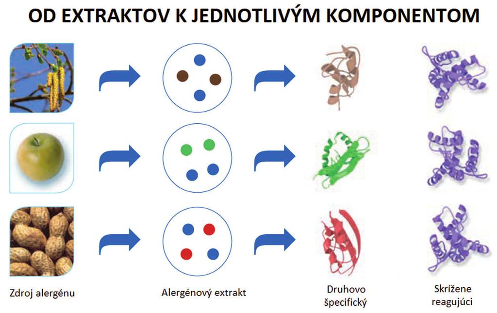 OKIA KOMPONENTOVÁ DIAGNOSTIKA Bežne používané diagnostické metódy identifikujú príčinu alergie na úrovni alergénových extraktov.