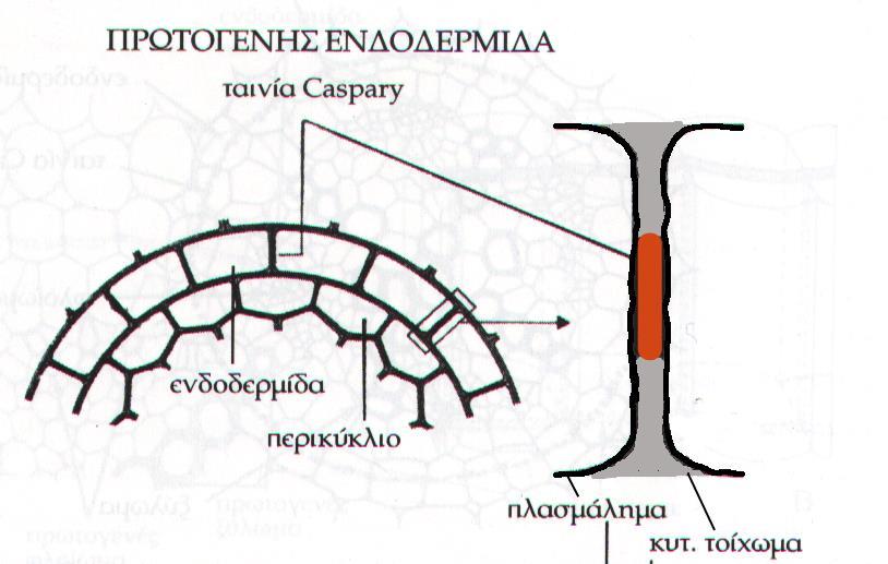 Ενδοδερμίδα 1 ο στάδιο: σουβερίνη στα 4