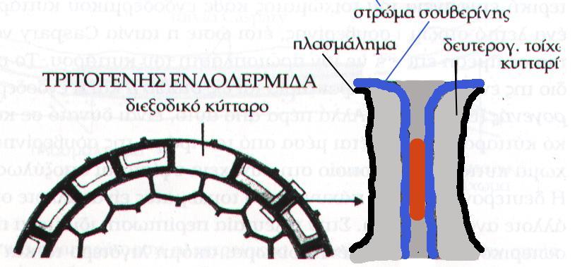 Ενδοδερμίδα 3 ο στάδιο: απόθεση κυτταρίνης εσωτερικά της σουβερίνης αποξύλωση ομοιόμορφη ή