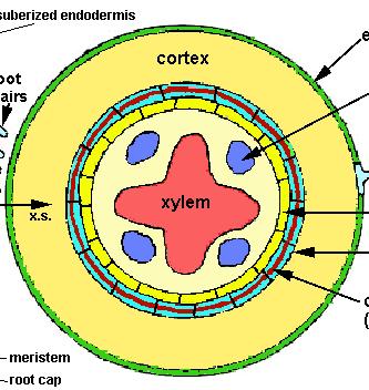Κεντρικός κύλινδρος αγωγό σύστημα ακτινοειδής διάταξη ξυλώματος γυμνόσπερμα & δικότυλα