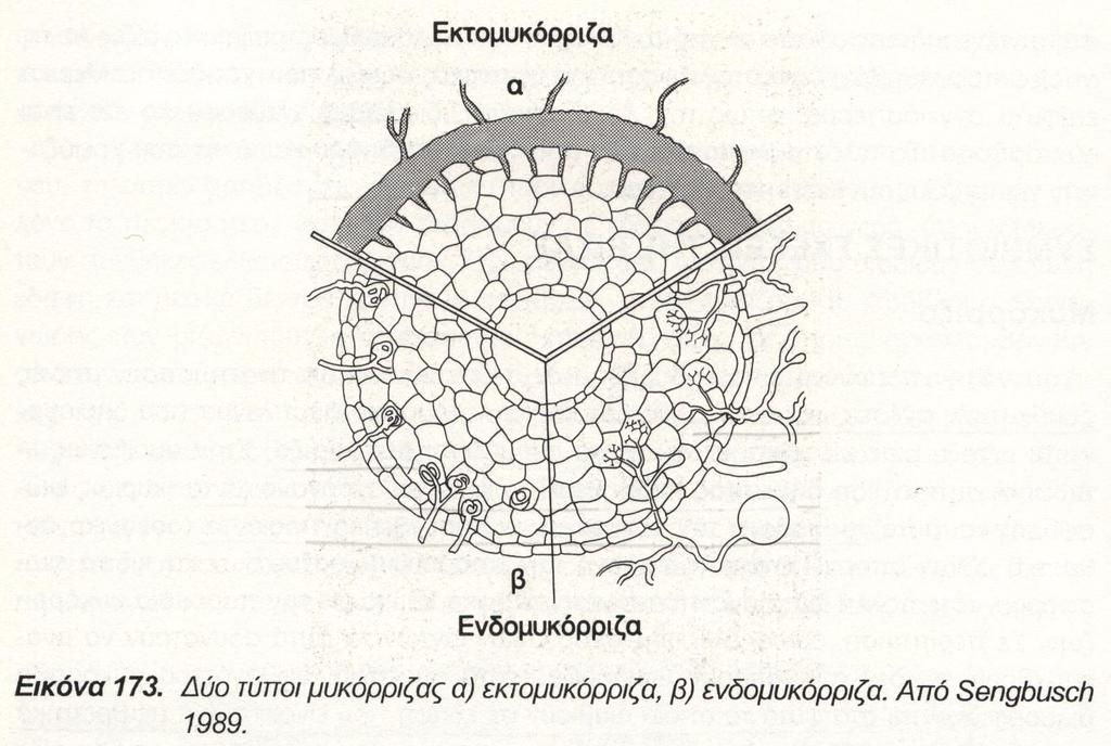 Μυκόριζα