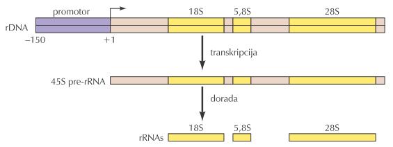 RNA-polimeraza I posvećena je isključivo transkripciji gena za ribosomne RNA, prisutnih u uzastopnim ponavljanjima Geni za