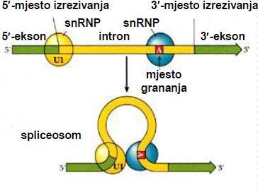 Introni se uklanjaju prekrajanjem mrna U proces prekrajanja uključene su male nuklearne ribonukleoproteinske čestice