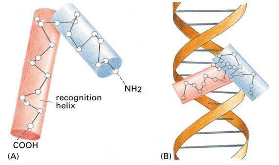 Struktura proteina koji su u interakciji sa DNA: Uzvojnica-okret-uzvojnica Heliks-zavoj-heliks (HTH) proteini imaju dva α-heliksa odvojena zavojem Zavoj ima specifičnu strukturu nazvanu β zavoj