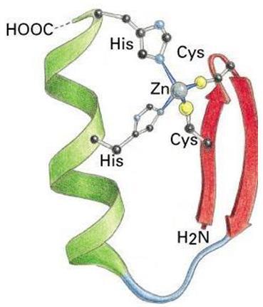 Struktura proteina koji su u interakciji sa DNA: Zn-finger proteini 1% od svih gena sisavaca kodiraju Znfinger proteini.