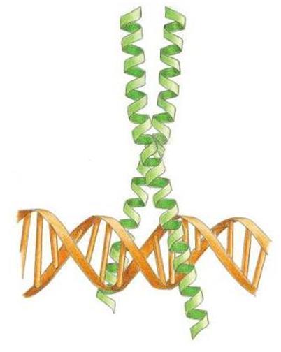 Struktura proteina koji su u interakciji sa DNA: Leucin - zipper proteini dimerni proteini blizu N-terminalnog kraja imaju baznu regiju, bogatu bazičnim AK, kojima se protein vezuje za DNA.