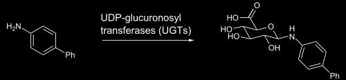 Conjugarea cu glutation Conjugarea cu aminoacizi Glicină Acid γ-glutamic Cisteină Glicină Glutation Taurină Glutamină Glucuronidarea Glucuronidarea este o cale majoră de biotransformare a compușilor