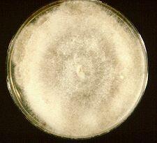 Δίμορφοι μύκητες Blastomyces dermatitidis