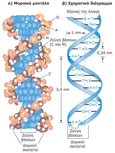 H δομή του DNA Mεγάλη