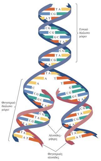 Tο DNA μπορεί