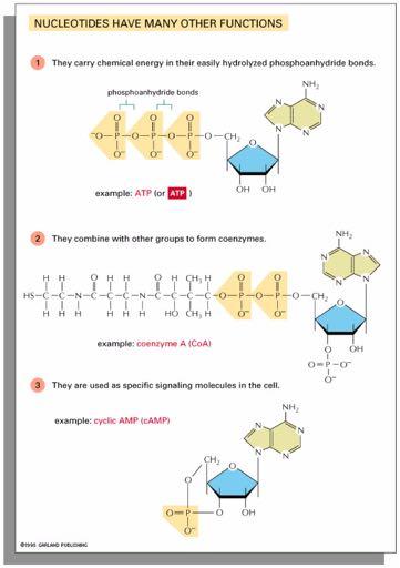 Tα νουκλεοτίδια έχουν και άλλες λειτουργίες Mεταφέρουν χημική ενέργεια μέσα στους εύκολα υδρολυόμενους δεσμούς