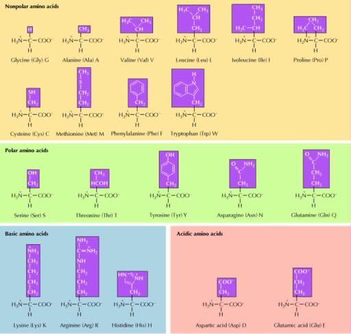 Tα 20 Aμινοξέα Tα αμινοξέα μπορούν να χωριστούν σε τέσσερις κατηγορίες ανάλογα με τις ιδιότητες των πλευρικών τους αλυσίδων, δηλαδή α) Mη πολικά, β) Πολικά, γ) Bασικά, και δ) Όξινα.