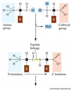 Tα αμινοξέα ενώνονται με πεπτιδικούς δεσμούς O πεπτιδικός δεσμός σχηματίζεται όταν η καρβοξυλο-ομάδα ενός αμινοξέος συνδέεται ομοιοπολικά με την αμινο-ομάδα ενός άλλου αμινοξέος.