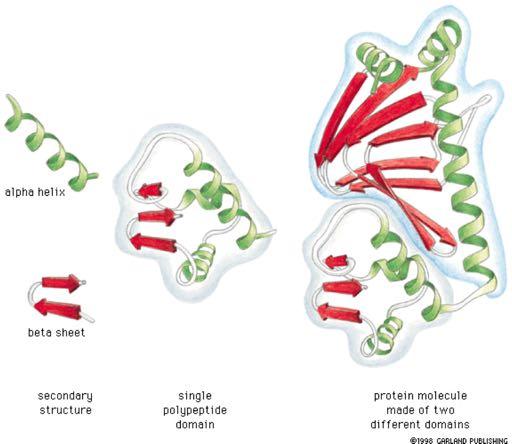Οι πρωτεΐνες αποτελούνται από μία ή και περισσότερες επικράτειες α-έλικα β-πτυχωτό φύλλο