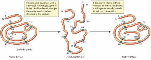H πληροφορία για την αναδίπλωση μιας πρωτεΐνης εμπεριέχεται μέσα στην ίδια τη πρωτοταγή της δομή H δομή της Pιβονουκλεάσης I (RNαση I, 124 αμινοξέα), σταθεροποιείται από τέσσερις ενδομοριακούς