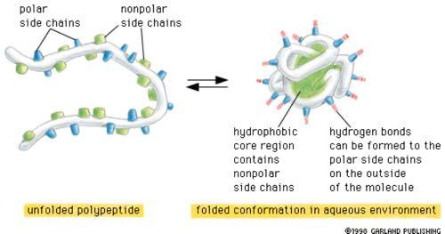Διάφορα είδη μη-ομοιπολικών δεσμών εμπλέκονται στην πρωτεϊνική αναδίπλωση Πολικές αλληλεπιδράσεις (υδρόφιλες) πολικές