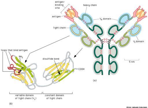 Oι δισουλφιδικοί δεσμοί σταθεροποιούν και τις δομές των ανοσοσφαιρινών Περιοχή πρόσδεσης αντιγόνου βαριά αλυσίδα αντιγόνο Επικράτεια (V H ) Ελαφρά αλυσίδα