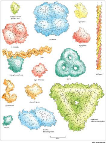 Οι δομές και λειτουργίες των πρωτεϊνών εμφανίζουν εξαιρετικά μεγάλη ποικιλομορφία ΕΝΖΥΜΑ ΑΠΟΘΗΚΕΥΤΙΚΕΣ ΠΡΩΤΕΪΝΕΣ ΚΙΝΗΤΗΡΙΕΣ ΠΡΩΤΕΪΝΕΣ ΠΡΩΤΕΪΝΕΣ-