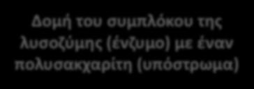 ενζυμικής αντίδρασης (διάσπαση μιάς