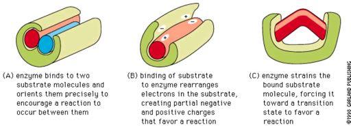 Με ποιό τρόπο υποβοηθούν τα ένζυμα τις χημικές αντιδράσεις; Α) Το ένζυμο συνδέεται με δύο διαφορετικά υποστρώματα τα οποία και τα προσανατολίζει κατάλληλα υποβοηθώντας τα να αντιδράσουν μεταξύ τους