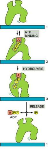 Aλλοστερικές κινητήριες πρωτεΐνες H οργανωμένη μετάβαση ανάμεσα σε τρεις διαμορφώσεις τροφοδοτείται απο την υδρόλυση ενός συνδεδεμένου μορίου ATP (ή GTP).