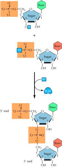 Τα νουκλεϊνικά οξέα σχηματίζονται με πολυμερισμό νουκλεοτιδίων βάση Σάκχαρο Ο φωσφοδιεστερικός δεσμός σχηματίζεται μεταξύ του 3 υδροξυλίου του ενός νουκλεοτιδίου και του 5 φωσφορικού του άλλου.
