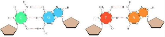 Oι βάσεις των νουκλεϊνικών οξέων «ζευγαρώνουν» εκλεκτικά O σχηματισμός δεσμών υδρογόνου μεταξύ των βάσεων των αντίθετων αλυσίδων του DNA οδηγεί στο ακριβές «ζευγάρωμα» της
