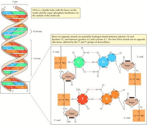 O σχηματισμός δεσμών υδρογόνου μεταξύ των βάσεων των αντίθετων αλυσίδων του DNA οδηγεί στο ακριβές «ζευγάρωμα» της
