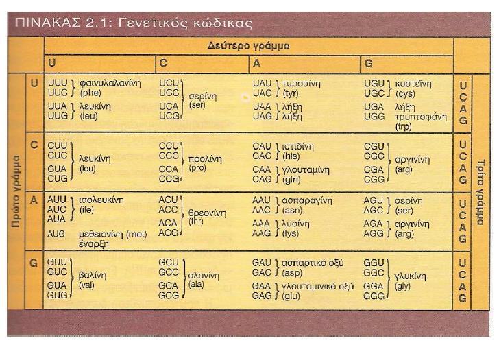 Γενετικός κώδικας Ο γενετικός κώδικας αποτελεί το λεξικό, με βάση το οποίο μεταφράζεται η γενετική πληροφορία.