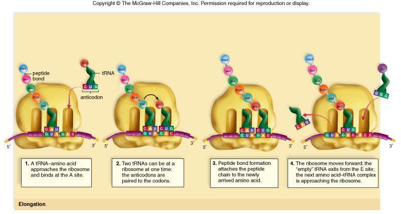 Επιμήκυνση μετάφρασης o Ένα δεύτερο μόριο trna με αντικωδικόνιο συμπληρωματικό του δεύτερου κατά σειρά κωδικονίου τοποθετείται στο ριβόσωμα, δίπλα στο πρώτο trna, μεταφέροντας εκεί το δεύτερο αμινοξύ.