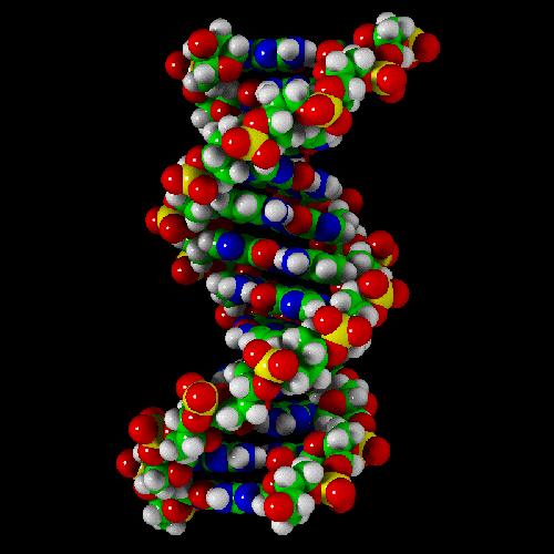 Ρόλος του DNA Οι γενετικές πληροφορίες, με βάση τις οποίες τα κύτταρα ελέγχουν τις λειτουργίες τους και την κατασκευή των δομών τους είναι καταγεγραμμένες στην αλληλουχία βάσεων του DNA.