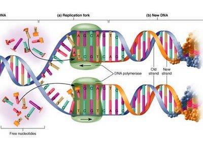 Αντιγραφή του DNA o O διπλασιασμός του DNA ξεκινά από κάποιο συγκεκριμένο σημείο της αλυσίδας (θέση έναρξης αντιγραφής). o Σπάνε οι δεσμοί υδρογόνου μεταξύ των συμπληρωματικών βάσεων μιας περιοχής.