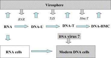 Virusi i porijeklo DNA Slika 14.shematski prikaz teorije nastanka DNA.RNR = ribonucleotide-reductase; TdS = thymidylatesynthase, HmcT = hydroxymethylcytosine-transferase, prilagđeno prema P.