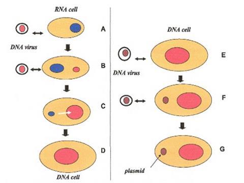Slika 19. Shematski prikaz nastanka stanica s RNA i DNA Od RNA do DNA svijeta Slika 20.