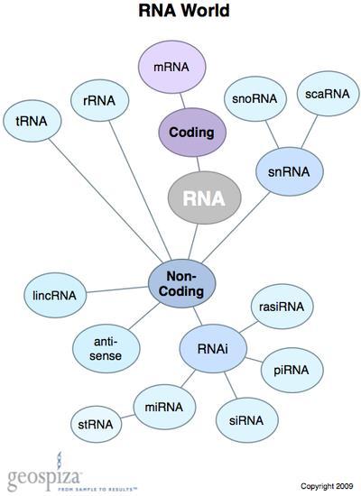 eukariotima Svijet molekula RNA Slika 6.