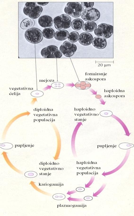 Razmnožavanje kvasaca
