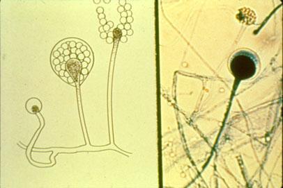 Rod Mucor Bela plesan, veoma